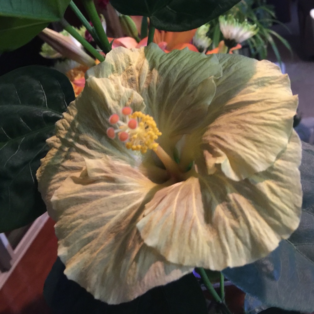 Meet your Posher, Brenda